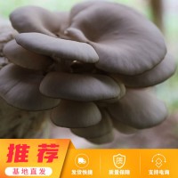平菇菌种