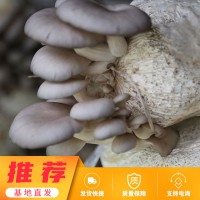 平菇出菇菌包