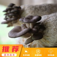 平菇出菇菌袋