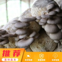 平菇出菇菌棒