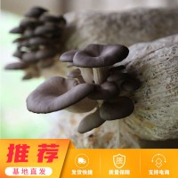 黑平菇出菇菌棒价格