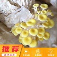 3斤榆黄菇种植菌包