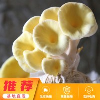 榆黄菇种植菌包