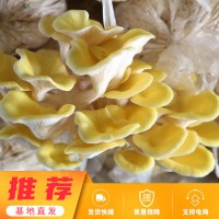 榆黄菇出菇菌袋