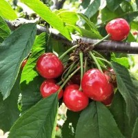 齐早樱桃苗
