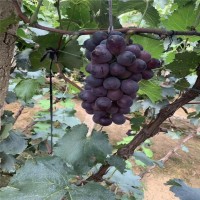 早夏无核葡萄苗