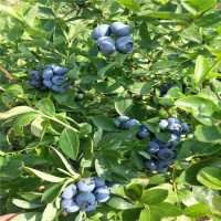 奥尼尔蓝莓苗