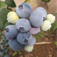 北陆蓝莓苗