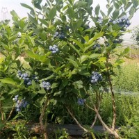 公爵蓝莓苗