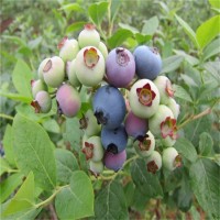 天后蓝莓苗
