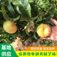 油蟠7号桃树苗