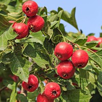 2公分山楂苗
