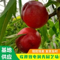 中油19号桃树苗