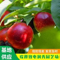 中油21号桃树苗