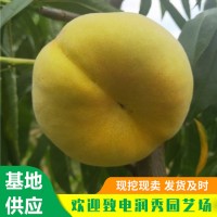 中蟠17号桃树苗