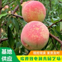 冬桃苗