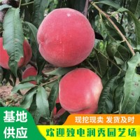 秋彤桃苗