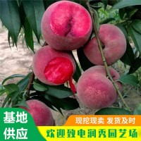 金秋红蜜桃树苗