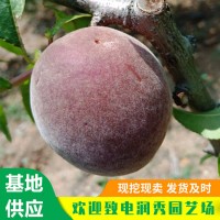 黑桃苗