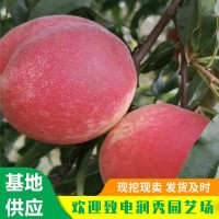 夏甜桃树苗