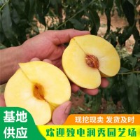 黄金蜜1号桃树苗