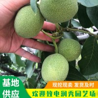 香玲核桃苗