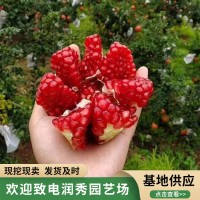 泰山红石榴苗