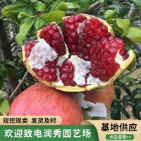 软籽石榴树苗