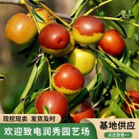 冬枣树苗