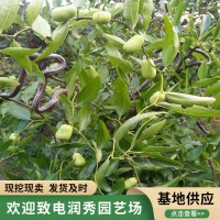 龙须枣树苗