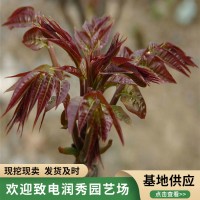 红油香椿苗