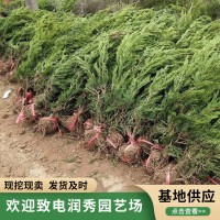龙柏价格