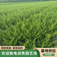 龙柏基地