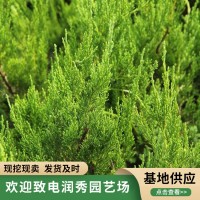 龙柏种植基地